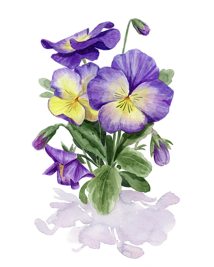 Viola Pansies II Painting by Grace Popp