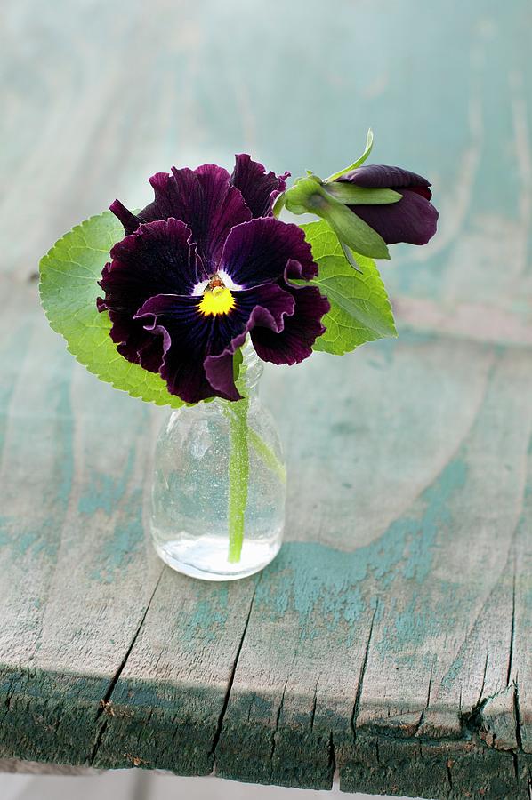 Viola With Ruffled Petals In Glass Bottle Photograph by Cornelia Weber