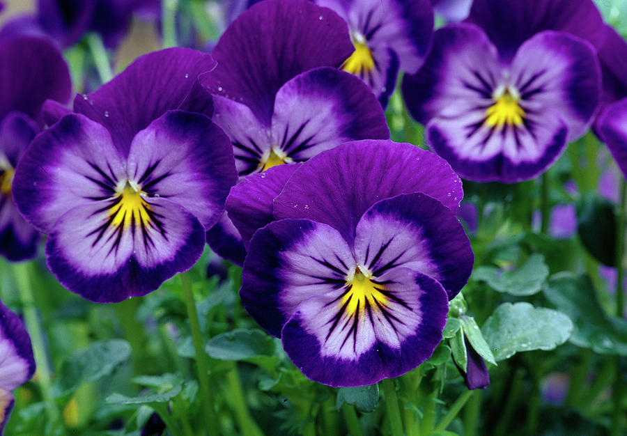 Viola Wittrockiana 'lavender Blue' pansy Photograph by Thomas ...