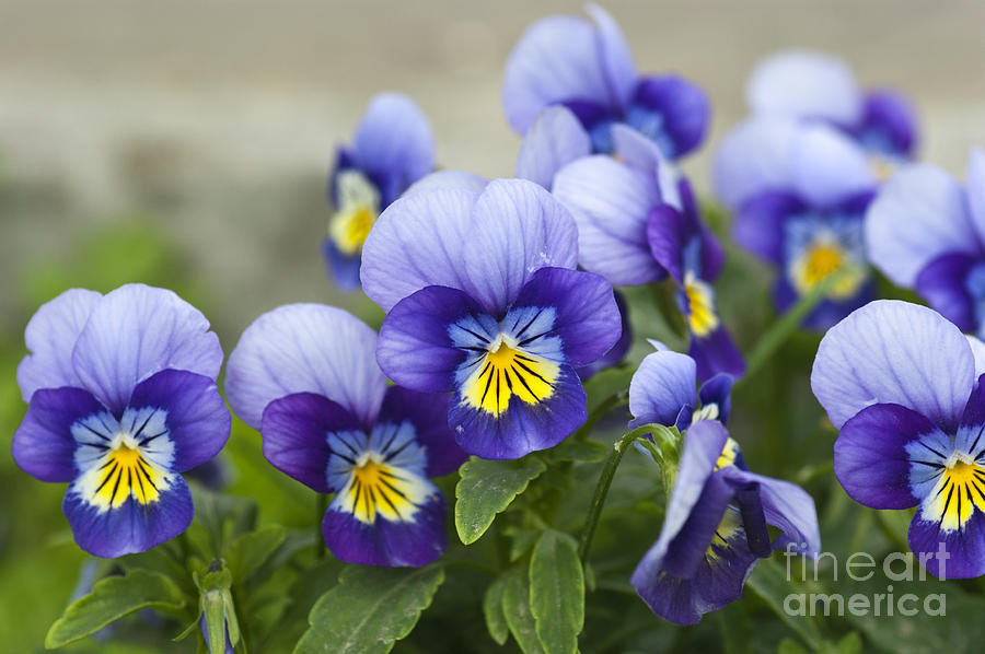 Beauty Photograph - Violas by Catherine Eckert Beauty Photograph - Violas by Catherine Eckert
