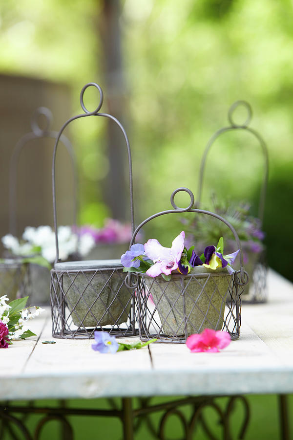 Violas In Wire Hanging Baskets On Garden Table Photograph by Werner Krauss