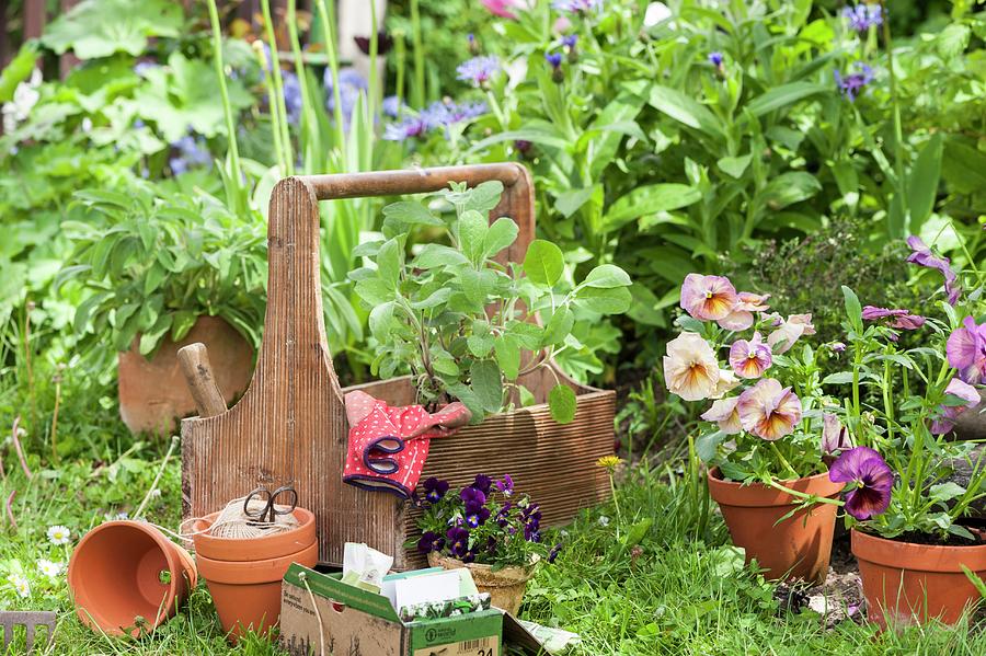 Violas, Terracott Pots And Gardening Gloves In Wooden Garden Caddy In Front Of Flowerbed Photograph by Piru-pictures