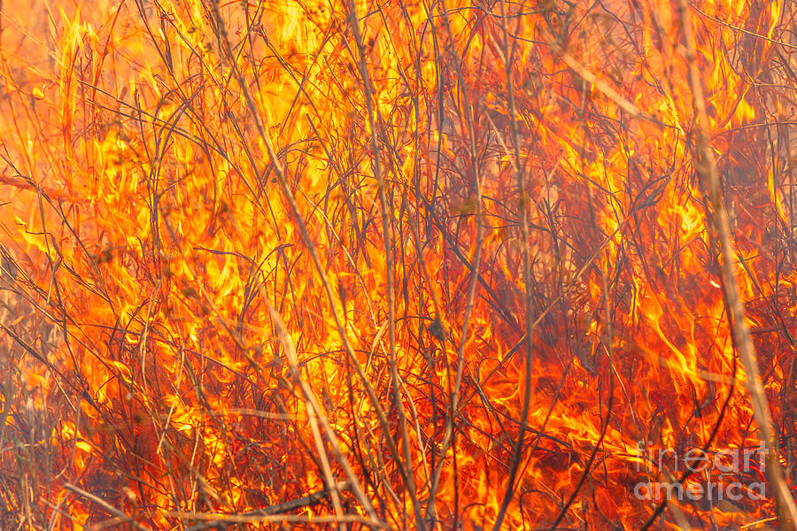 Violent fire in nature Photograph by Benny Marty