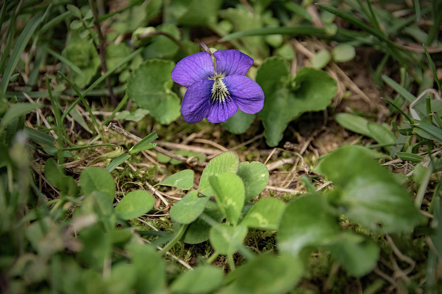 Violet and Clover Photograph by Lucy Banks - Fine Art America