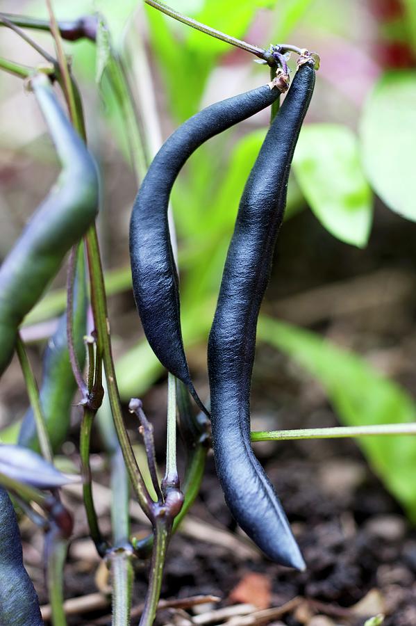 Violet Beans On The Plant In The Garden Photograph by Gerlach, Hans