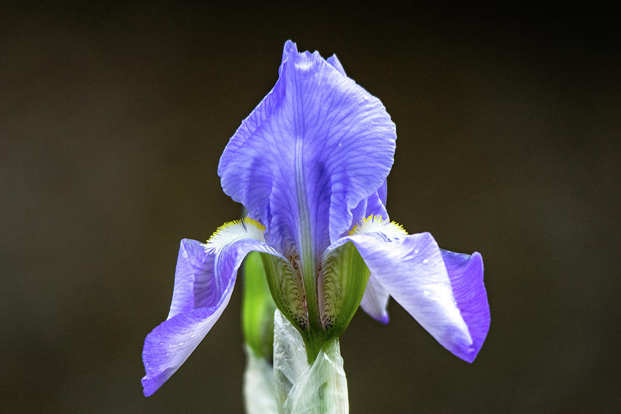 Violet Bearded Iris Photograph