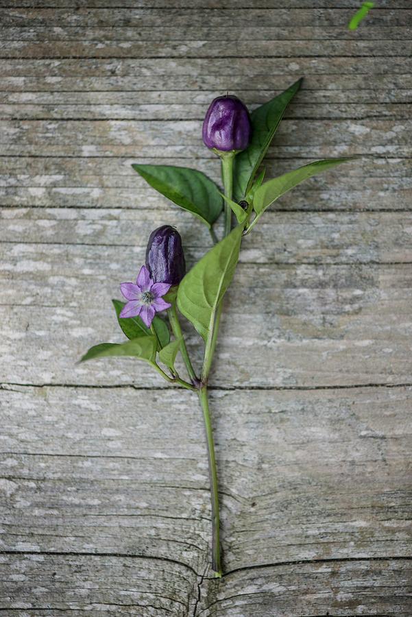 Violet Chillis With A Flower On A Wooden Surface Photograph by Fotografie-lucie-eisenmann