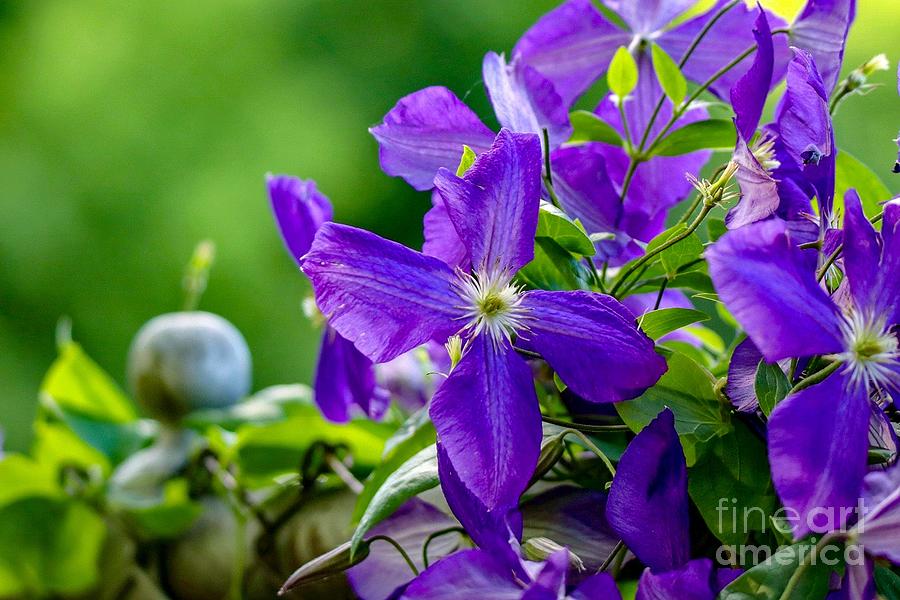 Violet Clematis Photograph by Susan Rydberg