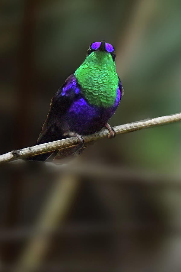 Violet-crowned Woodnymph Photograph by Alan Lenk