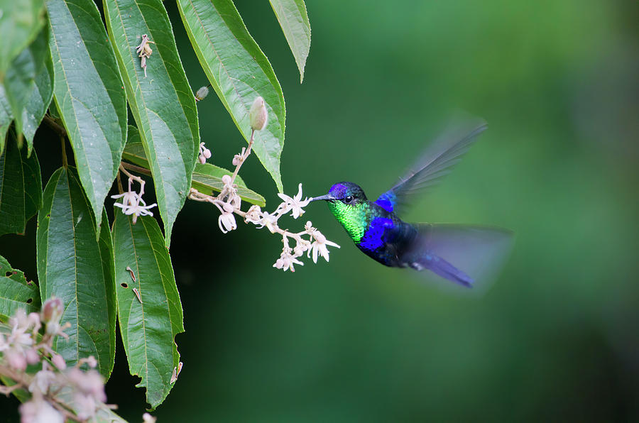 Hummingbird Photograph - Violet-crowned Woodnymph Hummingbird by Ivan Kuzmin