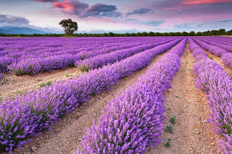 Violet Dreams Photograph by Evgeni Dinev Photography