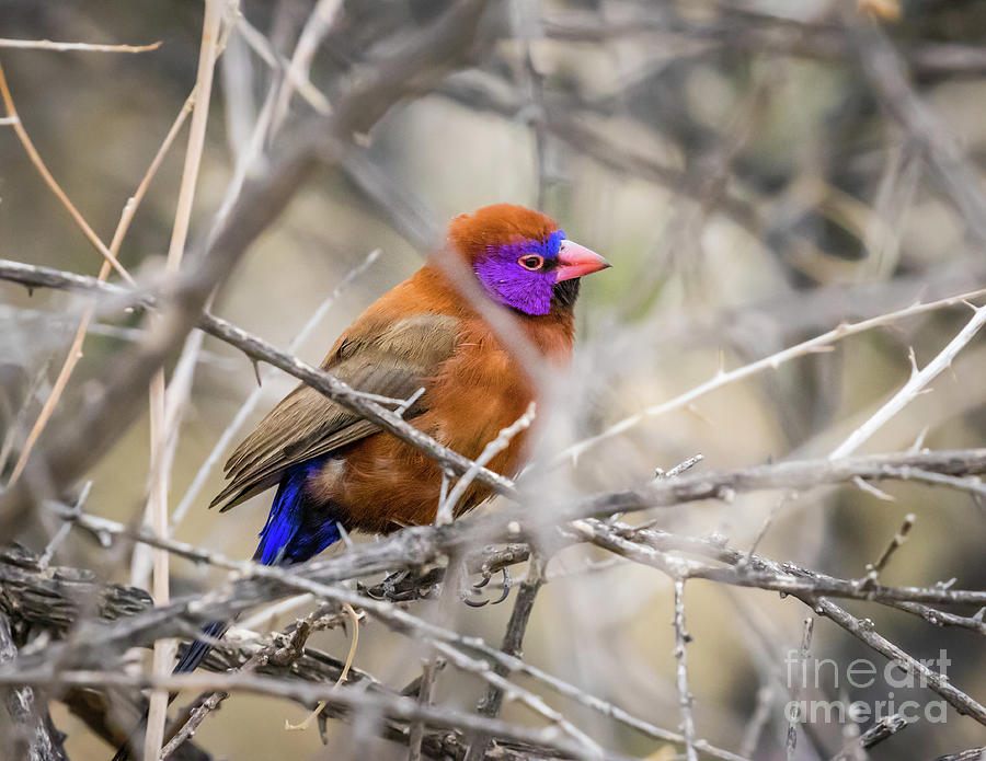 Violet eared waxbill, Namibia Photograph by Lyl Dil Creations