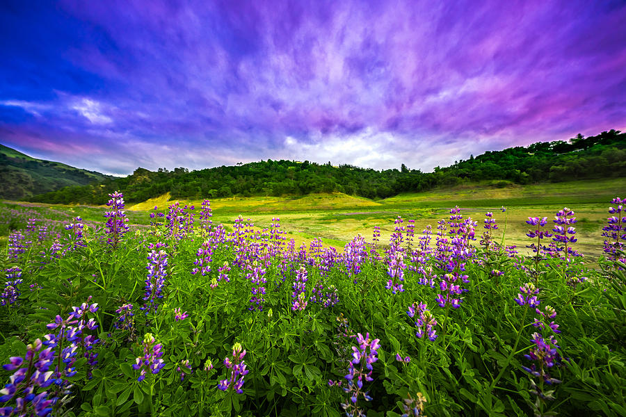Flower Photograph - Violet Evergarden by Sophia Li