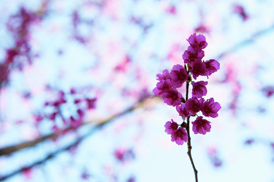 Violet Flowering Stem Photograph by Florian Stern