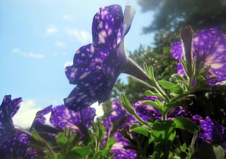 Violet Flowers 3 Photograph by Jaeda DeWalt