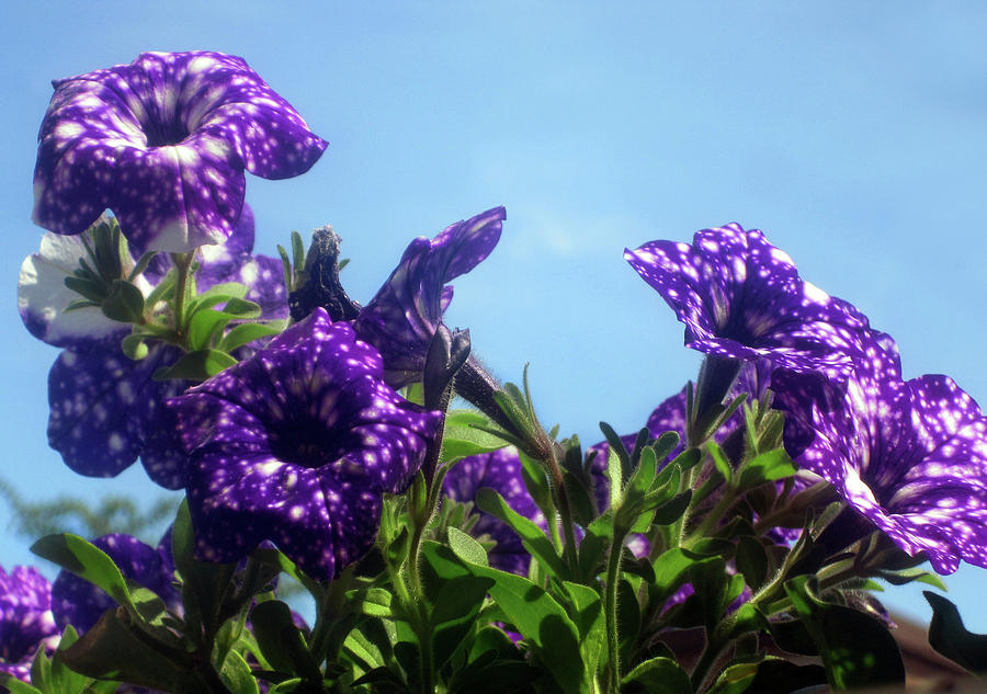 Flower Photograph - Violet Flowers 4 by Jaeda DeWalt