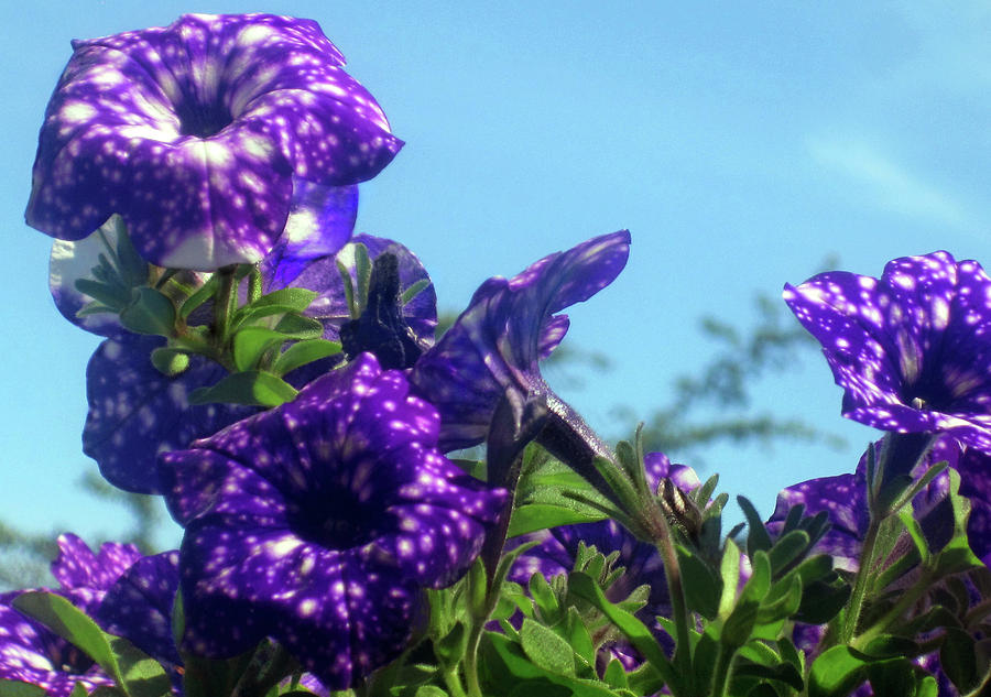 Violet Flowers 6 Photograph by Jaeda DeWalt