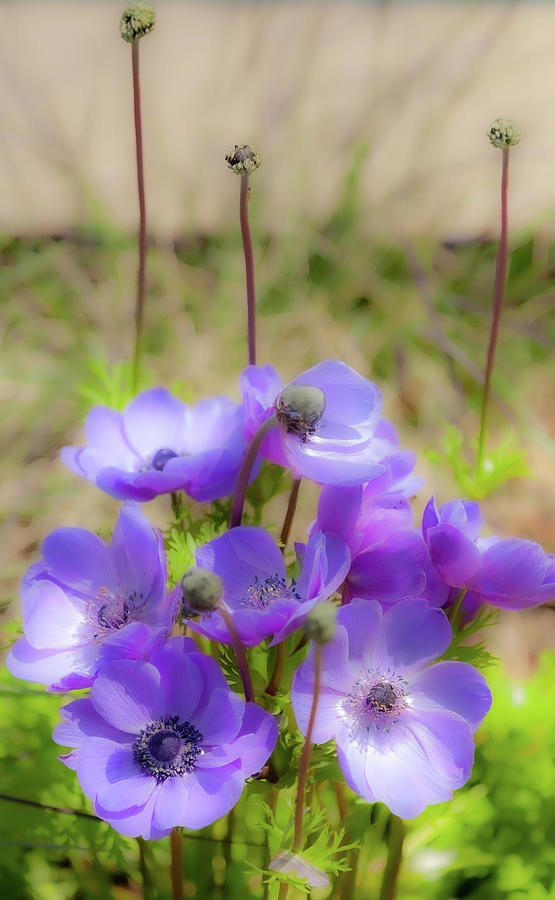 Violet Flowers Photograph by Dan Carmichael