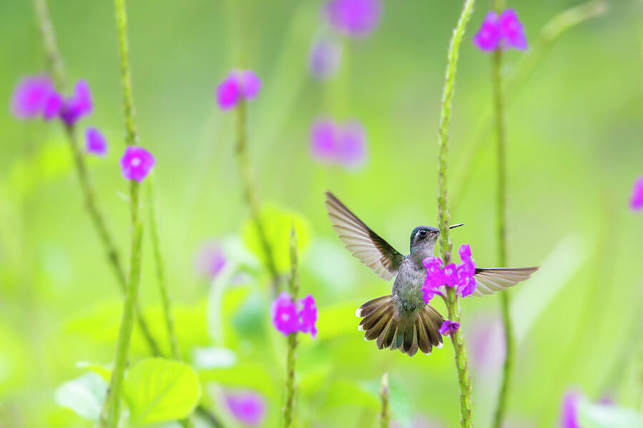 Violet Headed Hummingbird Female Visiting Porterweed Photograph by Phil Savoie / Naturepl.com Violet Headed Hummingbird Female Visiting Porterweed Photograph by Phil Savoie / Naturepl.com