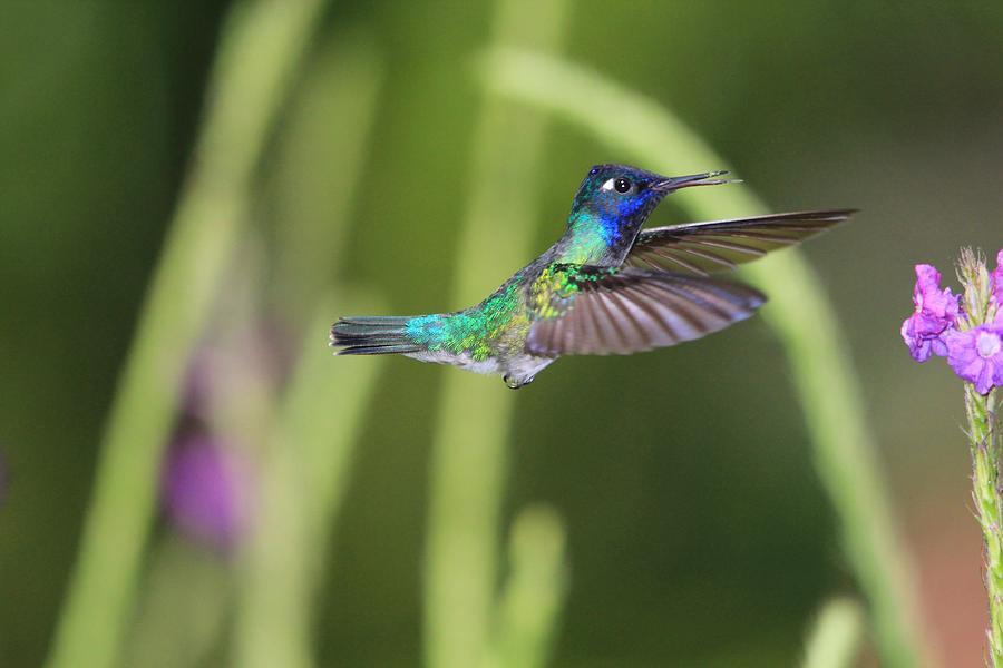 Violet-headed Hummingbird Hovering Photograph by Marlin and Laura Hum