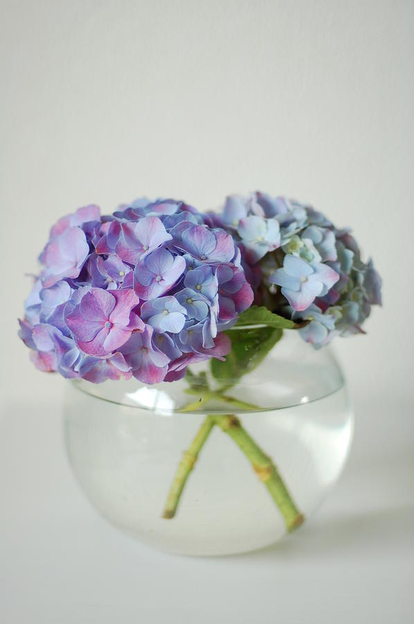 Violet Hortensia Flower Photograph by Photo By Ira Heuvelman-dobrolyubova