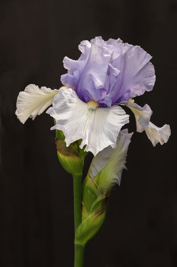 Violet Iris Photograph by Mark Mille