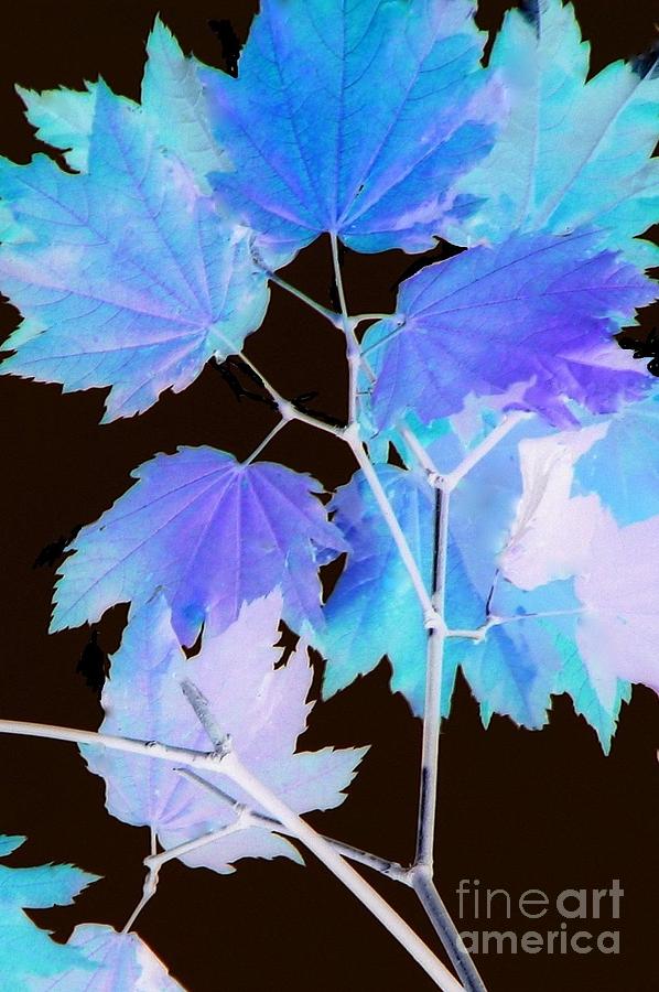 Abstract Photograph - Violet Maples by Frank Townsley