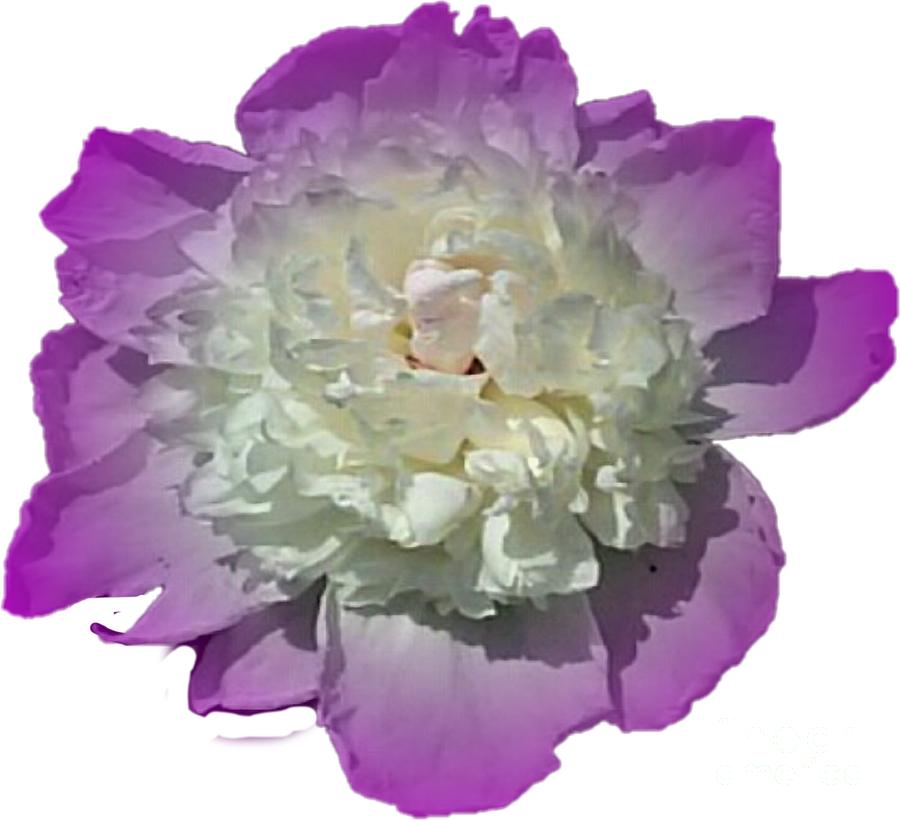 Violet Peony Flower Designed for Shirts Photograph by Delynn Addams