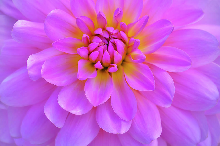 Nature Photograph - Violet-pink Dahlia Flower by Cora Niele