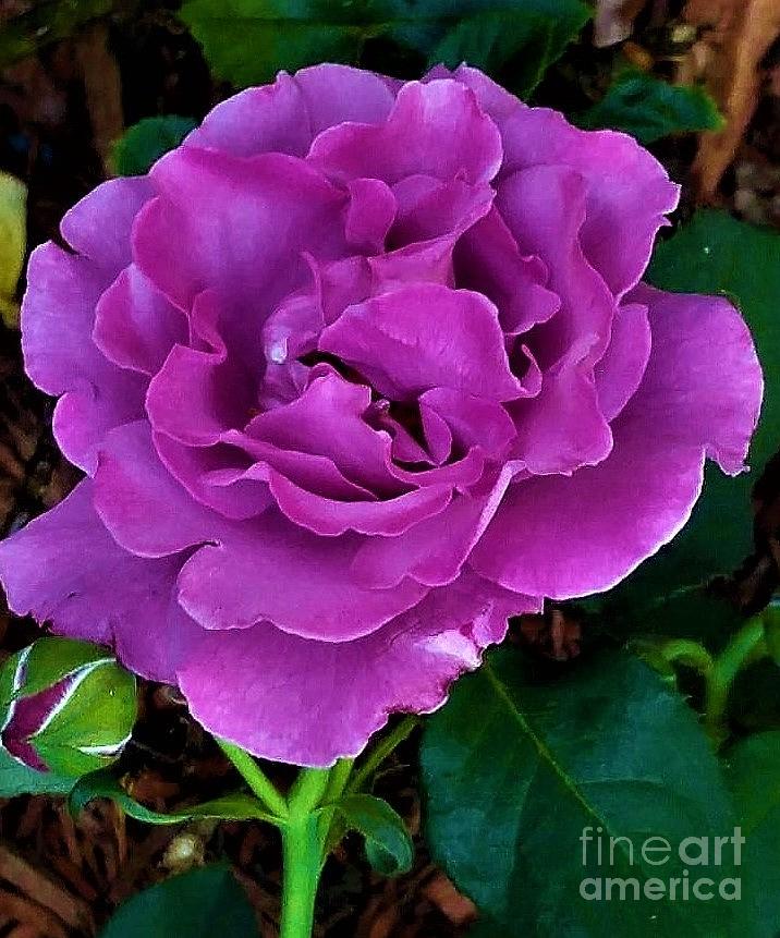 Violet Rose Photograph
