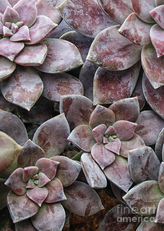 Violet Succulent Delight Photograph by Ruth Jolly
