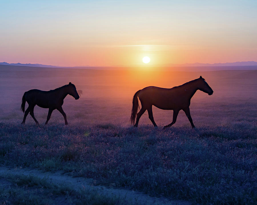 Violet Sunset Mustangs Photograph by Dirk Johnson
