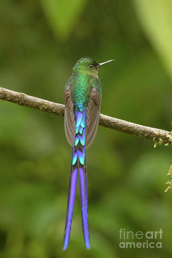 Violet-tailed Sylph by Dr P. Marazzi/science Photo Library