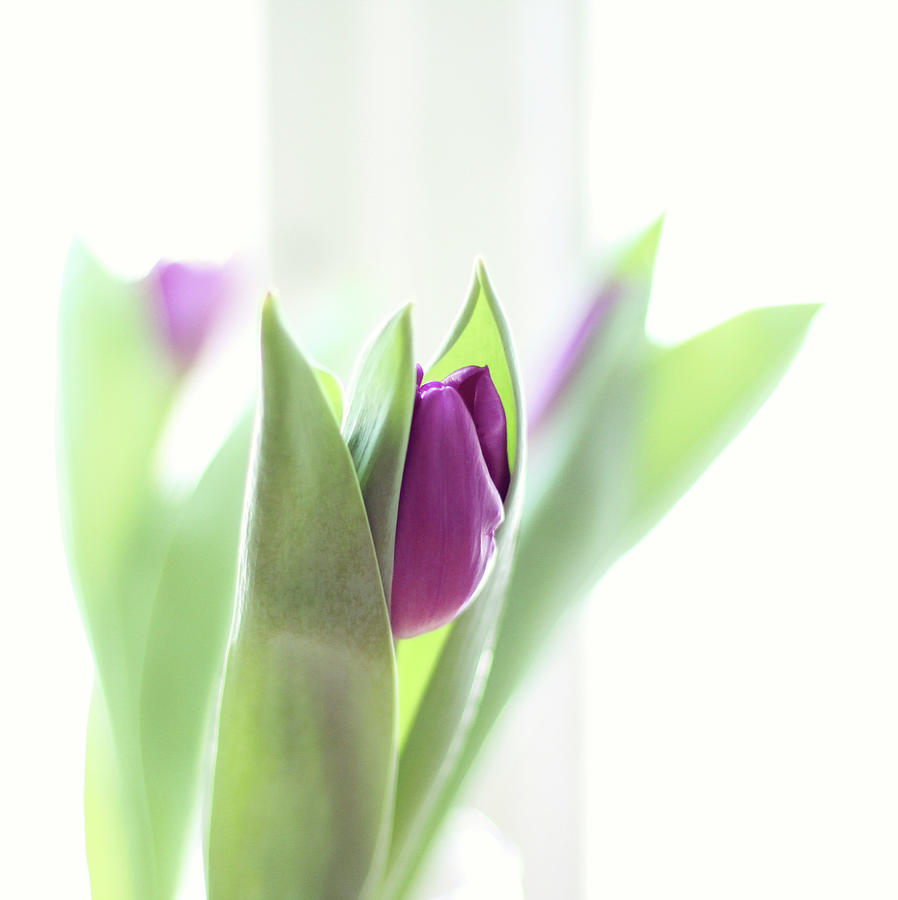 Violet Tulips Photograph by Monika Gete