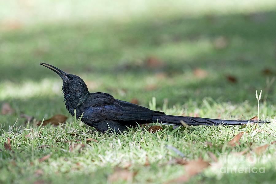 Violet Wood Hoopoe Foraging For Insects Photograph by Tony Camacho/science Photo Library