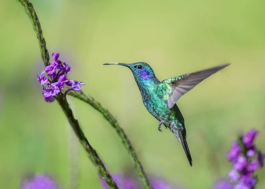 Violetear Photograph by Li Chen - Fine Art America