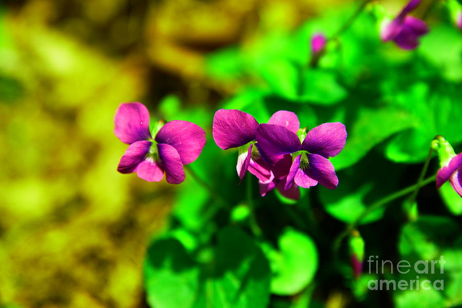 Flowers Photograph - Violets by Jeff Swan Flowers Photograph - Violets by Jeff Swan