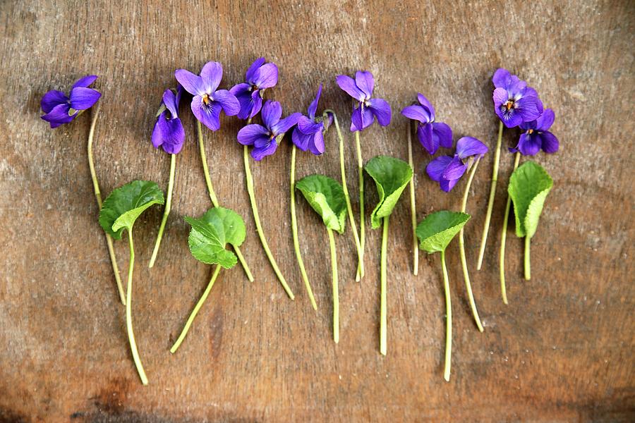 Violets On Wooden Surface top View Photograph by Alexandra Panella