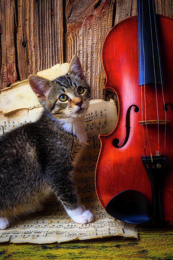 Violin And Kitten Photograph by Garry Gay