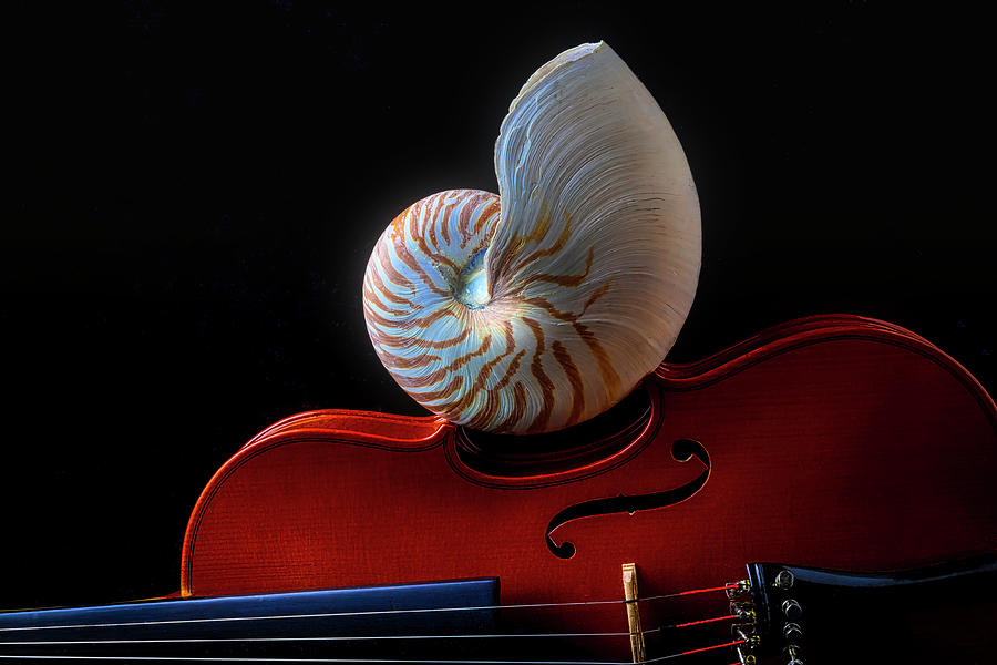 Violin And Nautilus Shell Photograph by Garry Gay