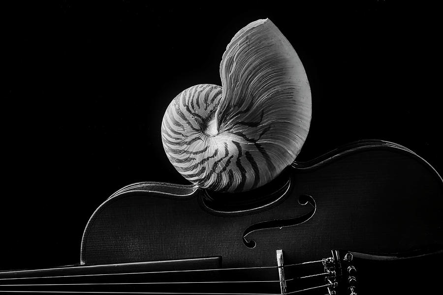 Violin And Nautilus Shell In Black And White Photograph by Garry Gay