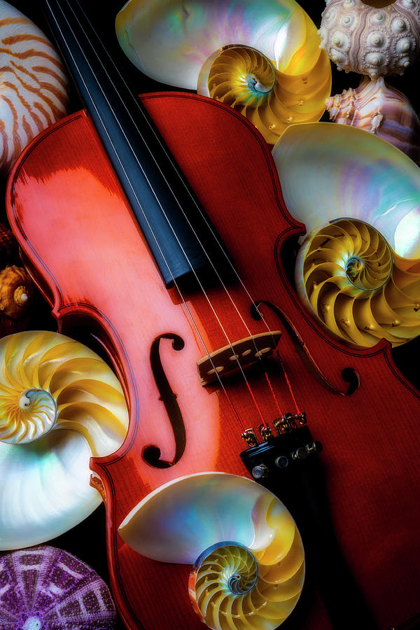 Violin And Seashells Photograph by Garry Gay