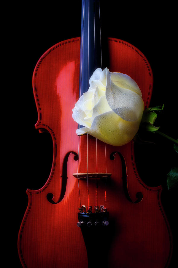 Violin And White Rose Photograph by Garry Gay