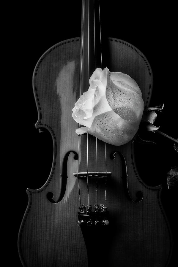Violin Photograph - Violin And White Rose in Black And White by Garry Gay