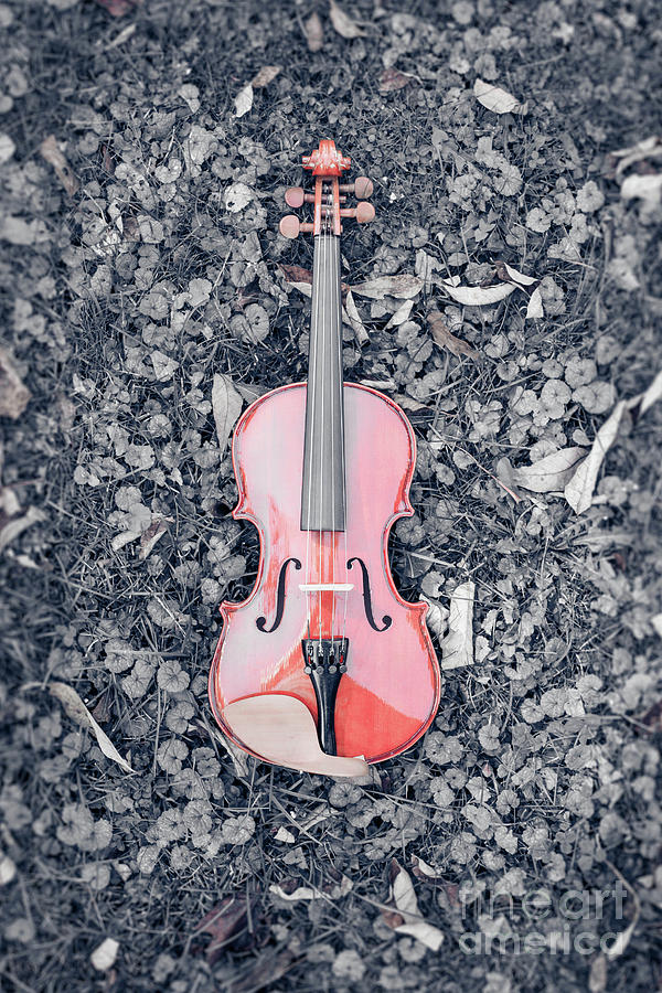 Violin in the Grass Photograph by Edward Fielding