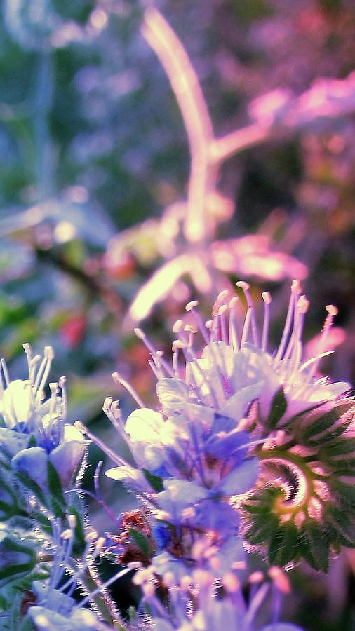 Viper, Bugloss, Blue, Texas, Wildflower Digital Art by Scott S Baker