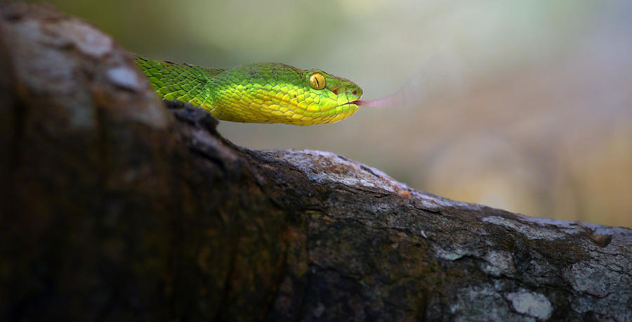 Snake Photograph - Viper by Fahmi Bhs