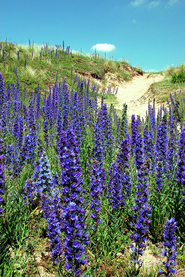 Summer Photograph - Vipers Bugloss (echium Vulgare) by Dr Keith Wheeler/science Photo Library