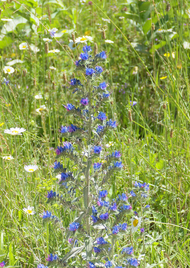 Viper's Bugloss by Sally Sperry Viper's Bugloss by Sally Sperry