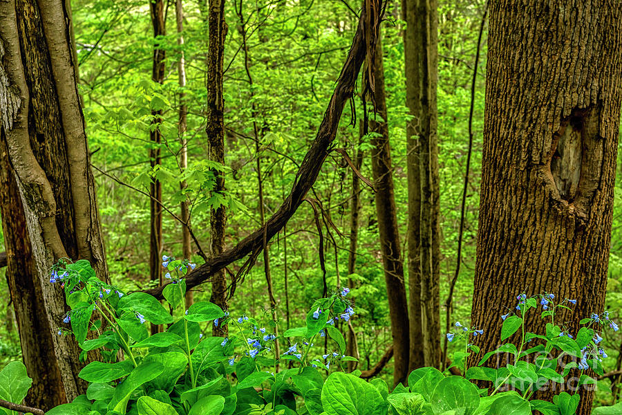Virginia Bluebells and Tree Trunks Photograph by Thomas R Fletcher